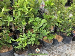 Cây Cherry Brazil