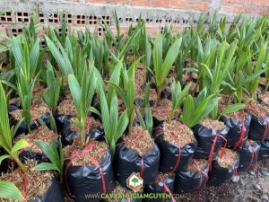 Cây Dừa Xiêm Lùn Đỏ