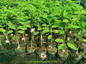 Cây Na Đài Loan