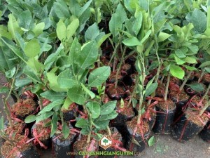 Cây Bưởi Ruby Ghép