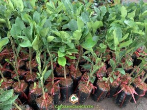 Cây Bưởi Ruby Ghép