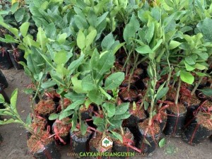 Cây Bưởi Ruby Ghép