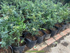 Cây Nho Thân Gỗ Tứ Quý