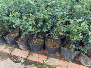 Cây Nho Thân Gỗ Tứ Quý