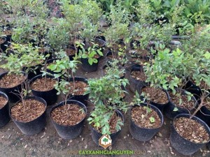 Cây Nho Thân Gỗ Tứ Quý