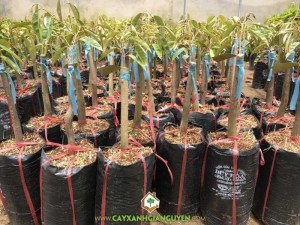 Cây Sầu Riêng Chuồng Bò