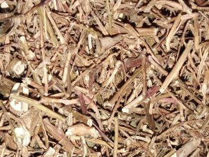 Bán cây rau mương có tác dụng thần kỳ