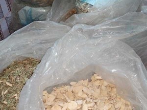 Dây mộc thông thảo dược