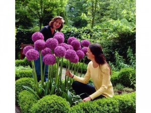 Hoa Allium - Onion Giant