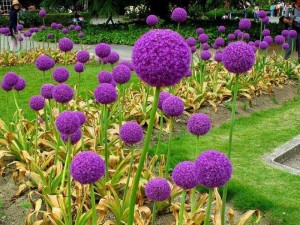 Hoa Allium - Onion Giant