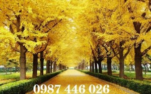 Tranh phong cảnh, gạch tranh 3d, tranh ốp tường HP466