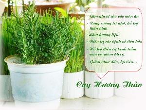 Cây Hương Thảo