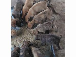 Bán chó phú quốc vện hổ con .