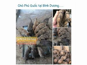Bán chó phú quốc vện hổ con .