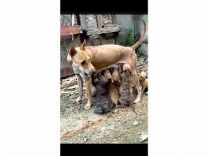 Bán chó phú quốc vện hổ con .