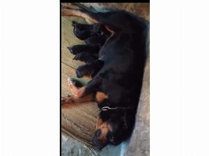 Bán chó Rottweiler Con dòng đại