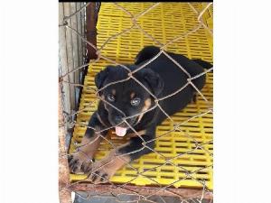 Bán chó Rottweiler Con dòng đại