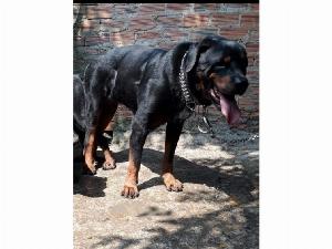 Bán chó Rottweiler Con dòng đại
