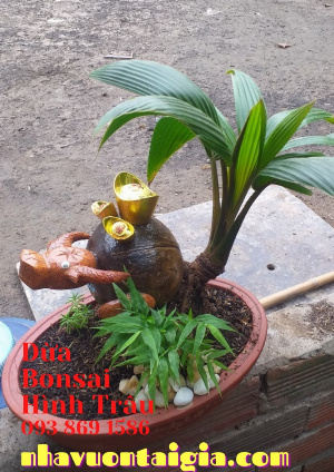 Dừa Bonsai hình trâu