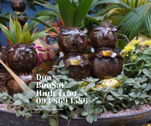 Dừa Bonsai kiểng hình trâu đứng