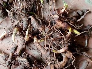 Thất diệp nhất chi hoa