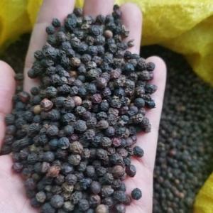 Tiêu đen _nguyên hạt gói 100g Tiêu đen Đăk Nông, được chọn lọc kỹ, đảm bảo chất lượng, thơm và cay nồng,