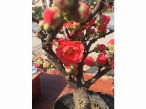 Mai đỏ giá ưu đã sale còn 350k đang nụ