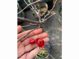 Mai đỏ giá ưu đã sale còn 350k đang nụ