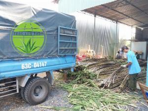 Cung cấp mía tươi và mía đông lạnh xuất khẩu