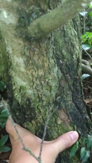 Mai tứ quý 40 năm tuổi