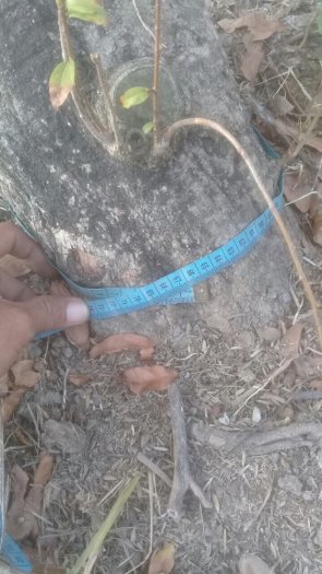 Mai vàng 50 năm tuổi
