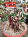 Thuốc Bôi Lũa