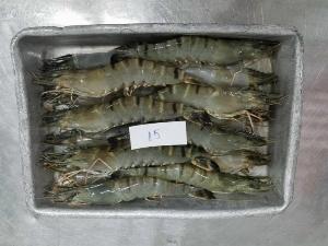Tôm sú Minh Phú mua 2 khay 10 con có giá ưu đãi