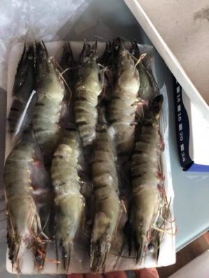 Tôm sú Minh phú mua 2 khay 15con gia ưu đãi sau