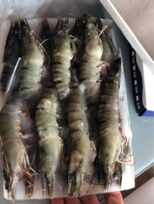 Tôm sú Minh phú mua 2 khay 15con gia ưu đãi sau