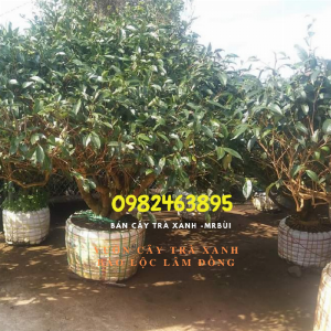 Mua Gốc chè xanh cổ thụ làm sự kiện, trồng chậu Gọi 0982463895 - Mr Bùi