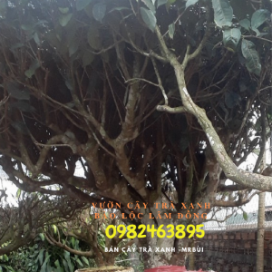 Mua Gốc chè xanh cổ thụ làm sự kiện, trồng chậu Gọi 0982463895 - Mr Bùi