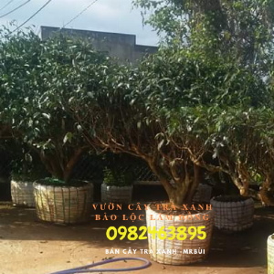 Nhà vườn bán cây trà xanh TPHCM - Gọi 0982463895 - Mr Bùi