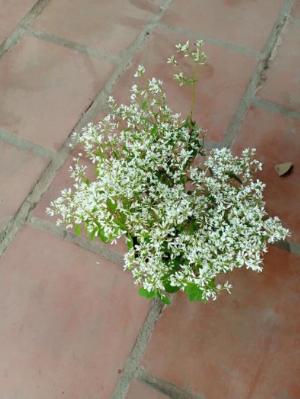 Cây giống hoa Bạch Tuyết - hoa tuyết cầu