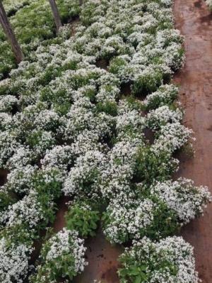 Cây giống hoa Bạch Tuyết - hoa tuyết cầu