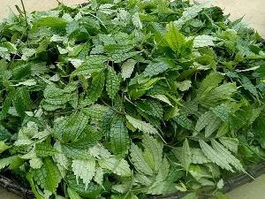 Bán giống cây Cơm Kìa, cây Lá Đắng giá rẻ