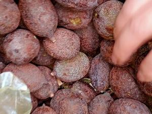 Hạt lát Hoa làm giống
