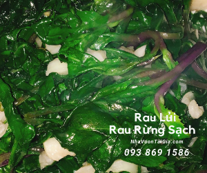 Mua rau lủi rừng( bầu đất) Gọi Nhà Vườn Tại Gia 093 869 1586