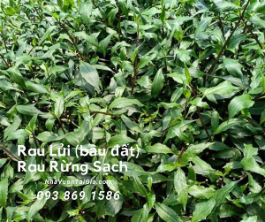 Mua rau lủi rừng( bầu đất) Gọi Nhà Vườn Tại Gia 093 869 1586