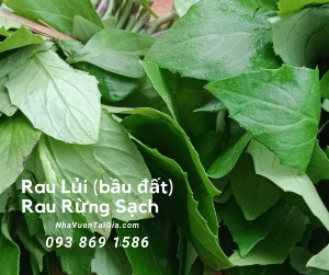 Mua rau lủi rừng( bầu đất) Gọi Nhà Vườn Tại Gia 093 869 1586
