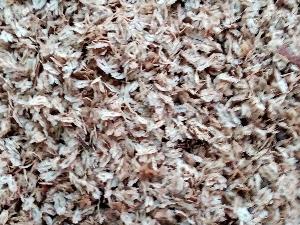 Bán hạt giống cây hông