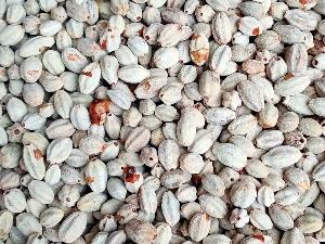 Bán hạt giống cây xoan ta sầu Đông