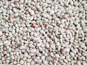 Bán hạt giống cây xoan ta sầu Đông