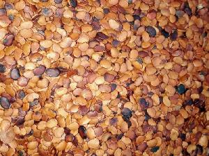 Cung cấp hạt giống cây trắc đỏ