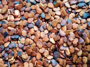 Cung cấp hạt giống cây trắc đỏ